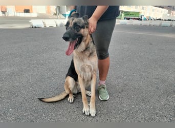 Libertad, eine Schönheit auf Körbchensuche