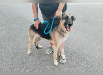 Libertad, eine Schönheit auf Körbchensuche