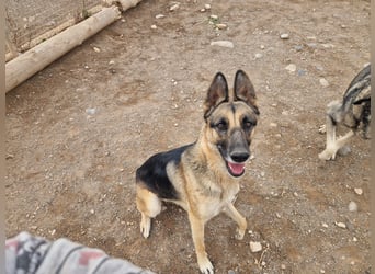 Libertad, eine Schönheit auf Körbchensuche