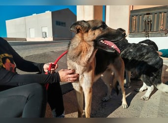 Libertad, eine Schönheit auf Körbchensuche