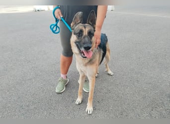 Libertad, eine Schönheit auf Körbchensuche