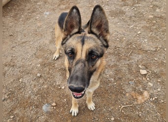 Libertad, eine Schönheit auf Körbchensuche