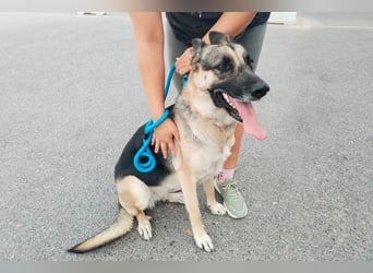 Libertad, eine Schönheit auf Körbchensuche