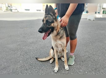 Libertad, eine Schönheit auf Körbchensuche