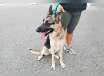 Libertad, eine Schönheit auf Körbchensuche