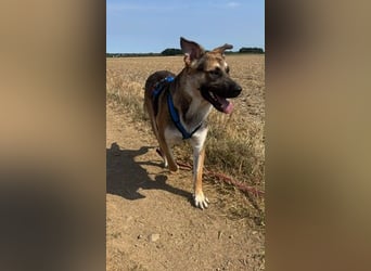 Reno, junger Schäferhund Mix, Pflegefamilie 41812 Erkelenz