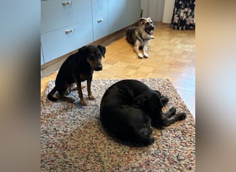 Reno, junger Schäferhund Mix, Pflegefamilie 41812 Erkelenz