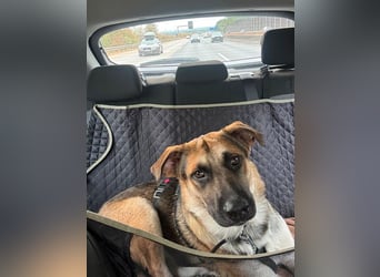 Reno, junger Schäferhund Mix, Pflegefamilie 41812 Erkelenz
