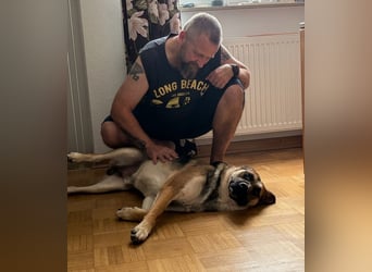 Reno, junger Schäferhund Mix, Pflegefamilie 41812 Erkelenz