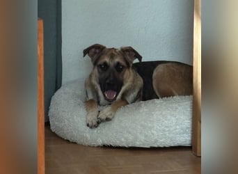 Reno, junger Schäferhund Mix, Pflegefamilie 41812 Erkelenz