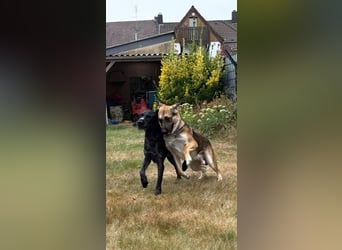 Reno, junger Schäferhund Mix, Pflegefamilie 41812 Erkelenz