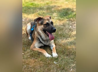 Reno, junger Schäferhund Mix, Pflegefamilie 41812 Erkelenz
