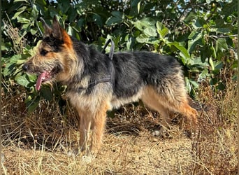 Luca