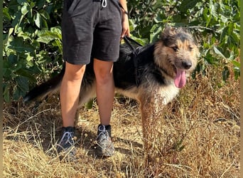 Luca