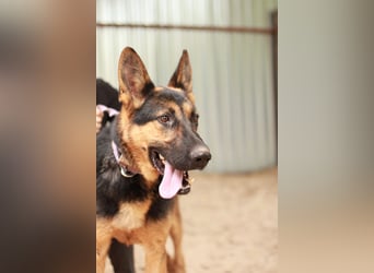 Dorel Stattlicher Schäferhundmix sucht Zuhause mit Rückhalt und Verständnis