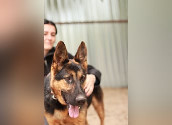 Dorel Stattlicher Schäferhundmix sucht Zuhause mit Rückhalt und Verständnis