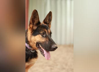 Dorel Stattlicher Schäferhundmix sucht Zuhause mit Rückhalt und Verständnis