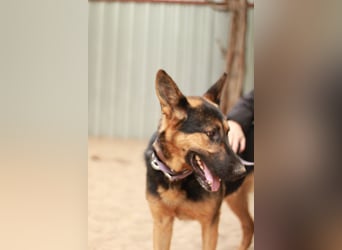 Dorel Stattlicher Schäferhundmix sucht Zuhause mit Rückhalt und Verständnis