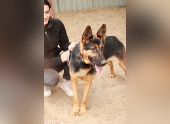 Dorel Stattlicher Schäferhundmix sucht Zuhause mit Rückhalt und Verständnis