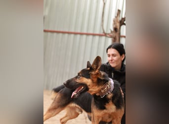 Dorel Stattlicher Schäferhundmix sucht Zuhause mit Rückhalt und Verständnis