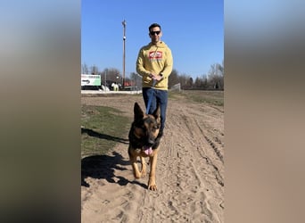 Dorel Stattlicher Schäferhundmix sucht Zuhause mit Rückhalt und Verständnis