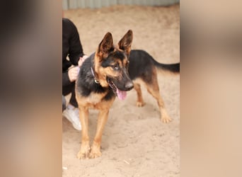 Dorel Stattlicher Schäferhundmix sucht Zuhause mit Rückhalt und Verständnis
