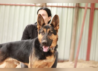 Dorel Stattlicher Schäferhundmix sucht Zuhause mit Rückhalt und Verständnis