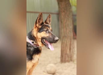 Dorel Stattlicher Schäferhundmix sucht Zuhause mit Rückhalt und Verständnis