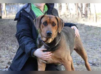 Coco, Schäferhund Bracken Mix, geb. 2020, tolle, gut erzogene Familienhündin