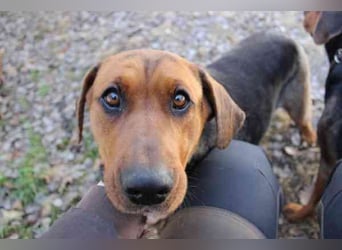 Coco, Schäferhund Bracken Mix, geb. 2020, tolle, gut erzogene Familienhündin