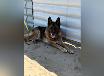 Timo-KK - will endlich ankommen ♥