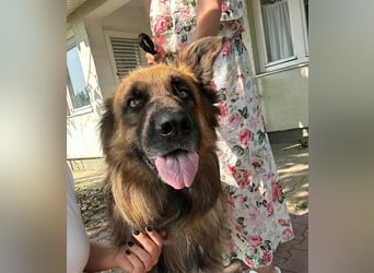Nero, 6 Jahre, 65cm sucht seine Menschen