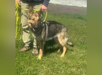 Lady, geboren 03.08.2024, 64cm sucht ihr Zuhause