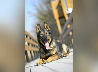 Qrock, 8 Jahre, 65cm sucht Schäfi - Liebhaber