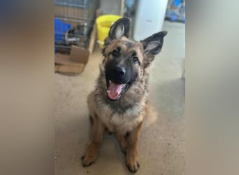 Hector, geboren 15.03.2025, 65cm sucht seine Aufgabe