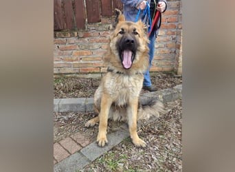 Hector, geboren 15.03.2025, 65cm sucht seine Aufgabe