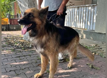 Nero, 6 Jahre, 65cm sucht seine Menschen