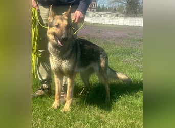 Lady, geboren 03.08.2024, 64cm sucht ihr Zuhause