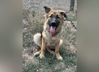 Hector, geboren 15.03.2025, 65cm sucht seine Aufgabe