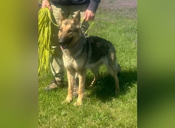 Lady, geboren 03.08.2024, 64cm sucht ihr Zuhause