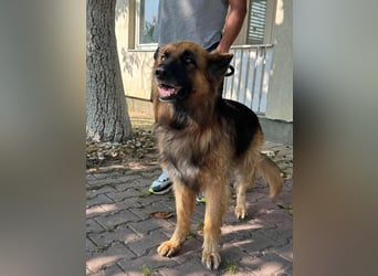 Nero, 6 Jahre, 65cm sucht seine Menschen
