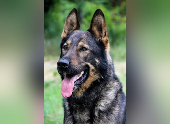 Qrock, 8 Jahre, 65cm sucht Schäfi - Liebhaber