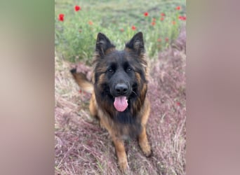 Florencia, 2 Jahre, 63cm sucht ihr für immer Zuhause