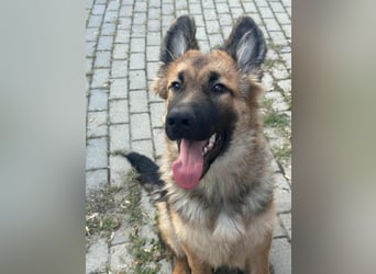 Hector, geboren 15.03.2025, 65cm sucht seine Aufgabe