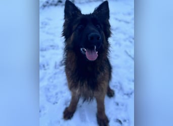 Florencia, 2 Jahre, 63cm sucht ihr für immer Zuhause