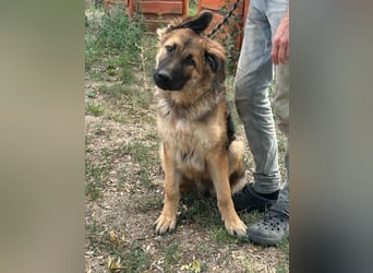 Hector, geboren 15.03.2025, 65cm sucht seine Aufgabe