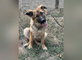 Hector, geboren 15.03.2025, 65cm sucht seine Aufgabe