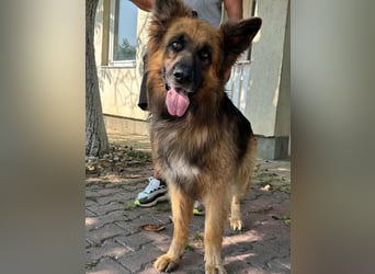 Nero, 6 Jahre, 65cm sucht seine Menschen