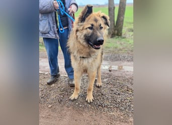 Hector, geboren 15.03.2025, 65cm sucht seine Aufgabe
