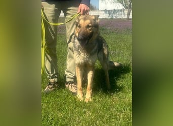 Lady, geboren 03.08.2024, 64cm sucht ihr Zuhause